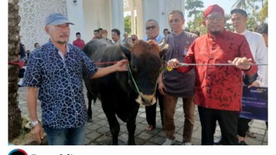 M.H Said Abdullah, Menyalurkan Hewan Kurban Sebanyak 98 Sapi Jelang Idul Adha 1443 Hijriyah