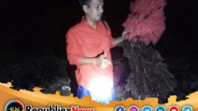 Eksploitasi Terumbu Karang Terjadi di Perairan Kecamatan Gayam Sumenep