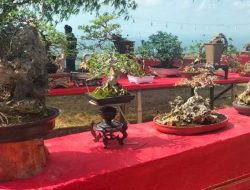 Bupati Sumenep Dukung Kontes Bonsai di Puncak Lanjari