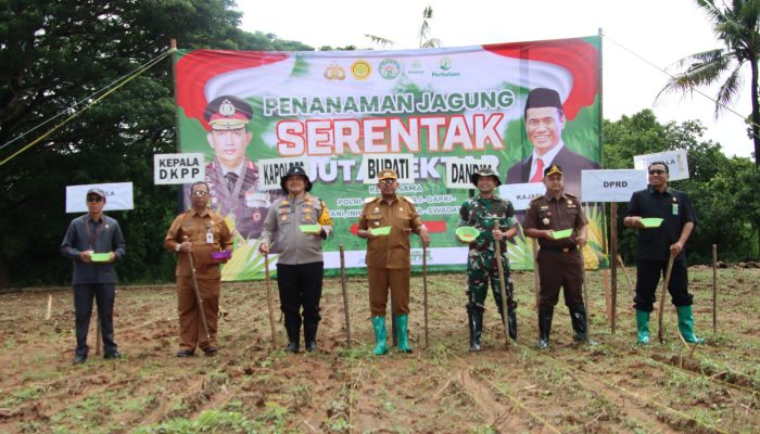 Di Tengah Penanaman Jagung, DKPP Mantapkan Target Swasembada Pangan Sumenep 2025