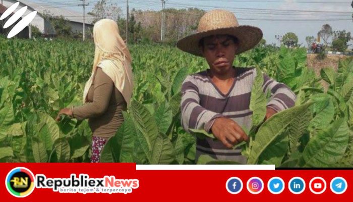 Industri Rokok Lokal Jadi Penyelamat Petani Tembakau Sumenep